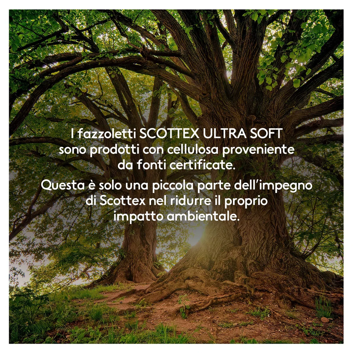 Scottex Ultra Soft Box Fazzoletti, Box da 80 Fazzoletti